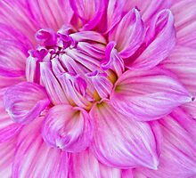Dahlia Swoon by Marilyn Cornwell