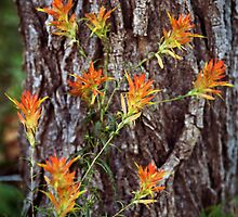 Paintbrushes on the Flume Trail by Kim Barton
