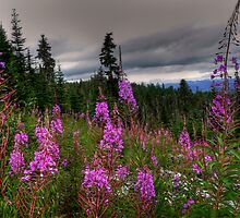 Pull The Strings To Your Heart by Charles & Patricia Harkins ~ Picture Oregon