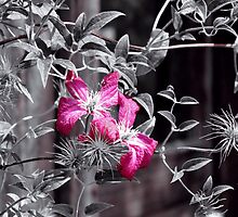Beauty Abandoned~ by Brenda Dahl