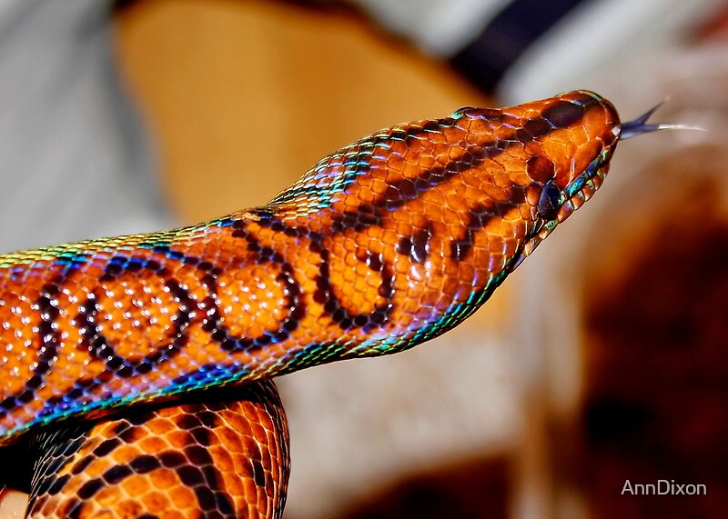 Brazilian Rainbow Boa By Anndixon Redbubble