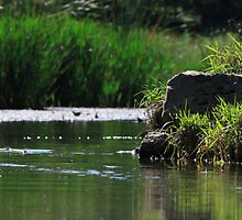 Top Tier Pond at Lisle Community Park by Adam Kuehl