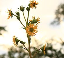 Sun Flower by Adam Kuehl