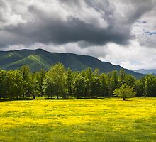 Cades Cove Great Smoky Mountains National Park TN - Fields of Gold by Dave Allen