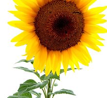 Luminescent Sunflower by Karen Jayne Yousse