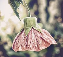 chinese lantern by © Karin Taylor