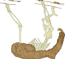 Skeleton Of A Sloth by Badgereen