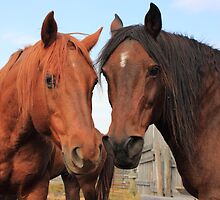 Two Horses by Jim Sauchyn