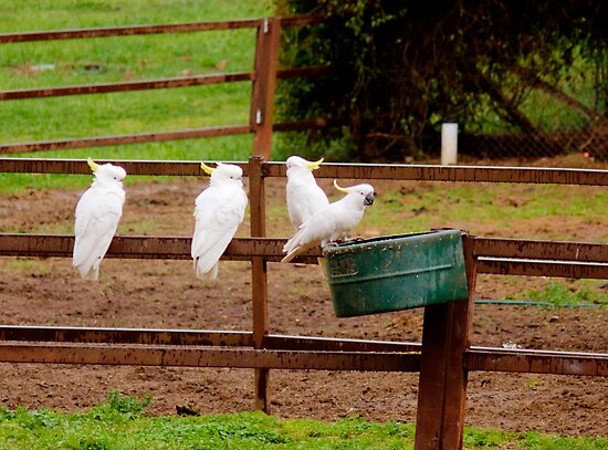 Horse Feed Bin