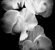 Sweet-pea on black by Livvy Young