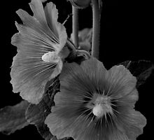 Hollyhock Duet by Vicki Pelham