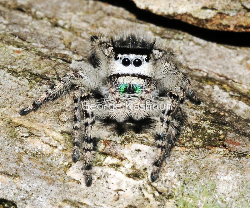 "Grey Jumping Spider" by Kashouh Redbubble