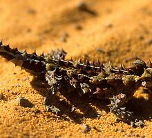 Thorny Devil by naturalnomad