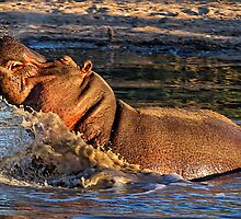 VERY Unhappy Hippo by Michael Moss