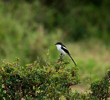 Common Fiscal on Masai Mara by Sue Robinson