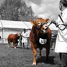 Art Photography - Northumberland Show 2012 by axp7884