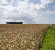 Golden landscape of France by Ian Middleton