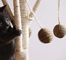 In between naps by Anne Staub