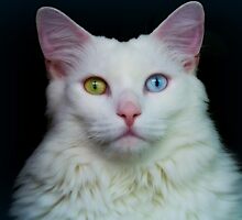 Angel Eyes 2 by Scott Mitchell