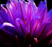 Purple Flower by tmac