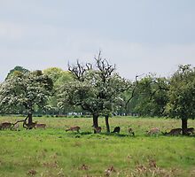Deer in Bushy Park, London by Helen Greenwood