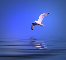 Seagull in Flight - #2 by kenspics