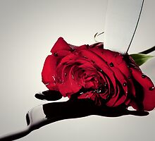 Murder of the Rose by April Koehler