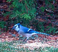 Little Blue Jay, don't stay away by MarianBendeth