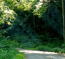 Shining Light by MsSLeboeuf