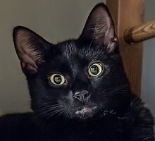 A Home for the Holidays?... Licorice by Owed to Nature