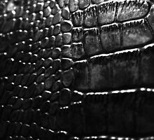 Gator by Anthony Cummings