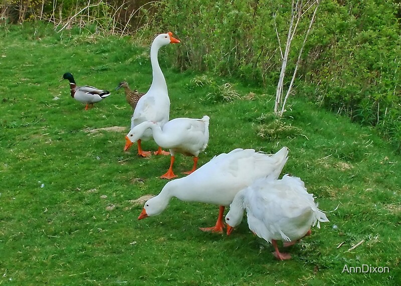 "Six Geese are Laying" by AnnDixon | Redbubble