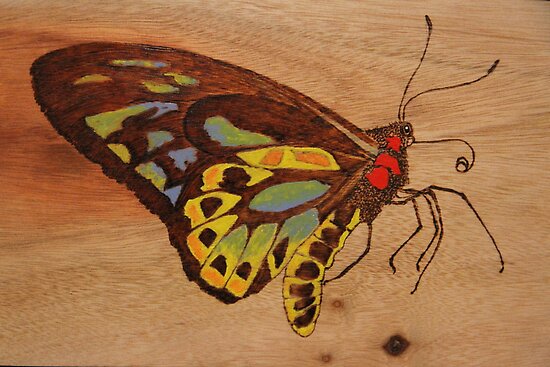 Pyrography Richmond Birdwing Butterfly By Aussiebushstick Redbubble