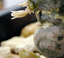 Whitesloanea crassa Developing Flowers 12/11/2012 by Linda Gleisser