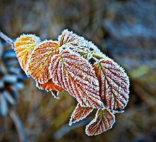 Hoar Frost At Work by trueblvr