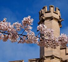 Myriad of Blossom by Deb Maidment