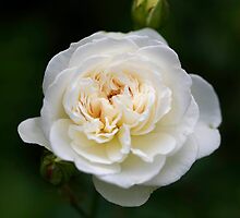 Heaven Scent by Clare Colins