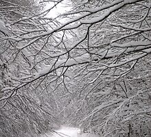 White and calm... by Gisele Bedard