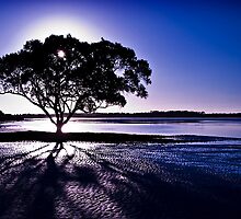 In the Shadows by Tony Steinberg