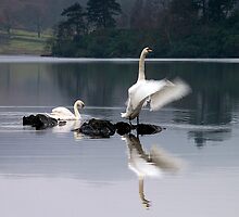 Dawn Display on Rydal Water, English Lake District by Martin Lawrence