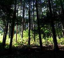 Japan Reloaded - A Mystical Dell by fenjay