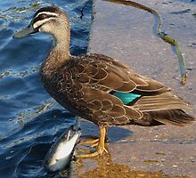 Totally Unaware by stevealder