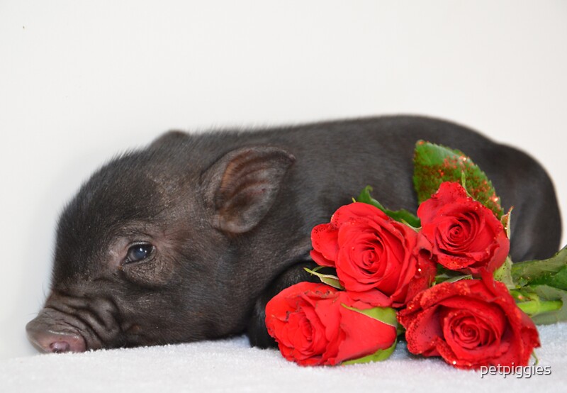 "Micro Pig lying with Roses" by petpiggies Redbubble