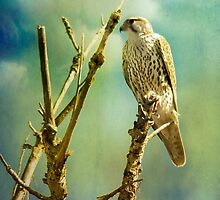 Watcher of the World by Rhonda Strickland