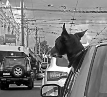 Afternoon traffic reports on WOOF- FM. by geof