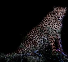 Cheetah in Africa by RonelBroderick