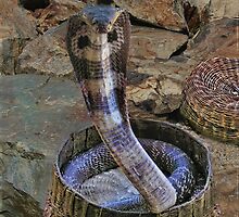 ✍ ✎ COBRA ✍ ✎ by ✿✿ Bonita ✿✿ ђєℓℓσ