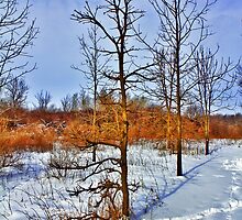 Leafless Beauty by EBArt