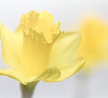 Bashful blooming... by Bob Daalder