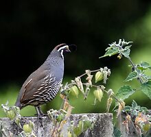California Quail by May-Le Ng